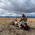 golden bear outfitting - mountain caribou hunts