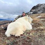 golden bear outfitting - mountain goat hunts