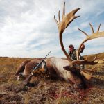 golden bear outfitting - mountain caribou hunts